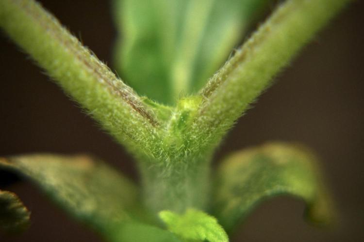 Purple CousKush Auto By Zamnesia Pheno A. Week 2 - Macro Photography on Purple CousKush Auto Pheno A 