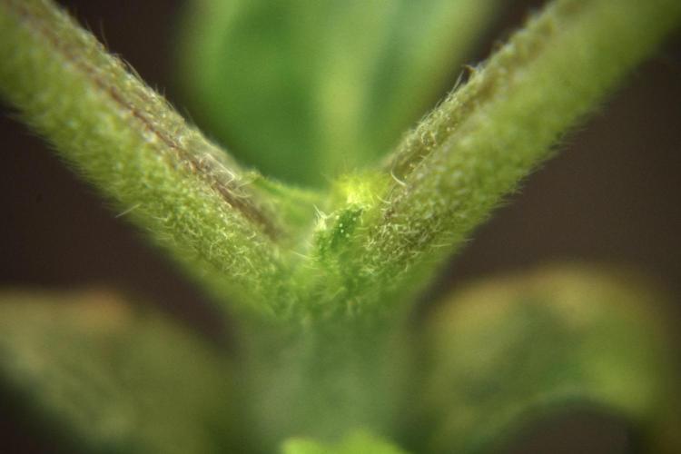 Purple CousKush Auto By Zamnesia Pheno A. Week 2 - Macro Photography on Purple CousKush Auto Pheno A 