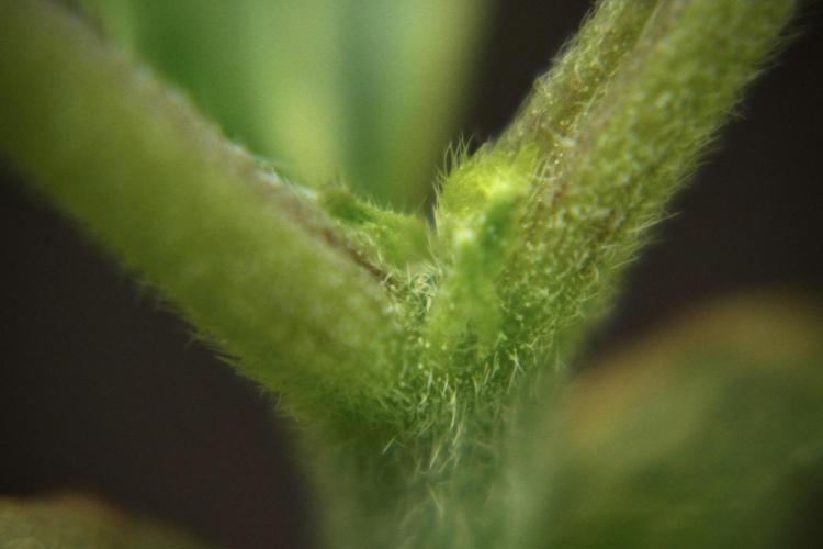 Purple CousKush Auto By Zamnesia Pheno A. Week 2 - Macro Photography on Purple CousKush Auto Pheno A 