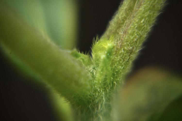 Purple CousKush Auto By Zamnesia Pheno A. Week 2 - Macro Photography on Purple CousKush Auto Pheno A 