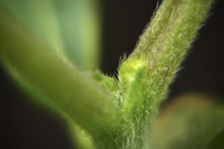 Purple CousKush Auto By Zamnesia Pheno A. Week 2 - Macro Photography on Purple CousKush Auto Pheno A 