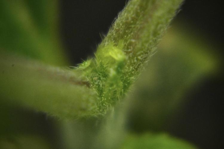 Purple CousKush Auto By Zamnesia Pheno A. Week 2 - Macro Photography on Purple CousKush Auto Pheno A 