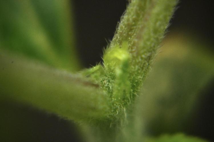 Purple CousKush Auto By Zamnesia Pheno A. Week 2 - Macro Photography on Purple CousKush Auto Pheno A 