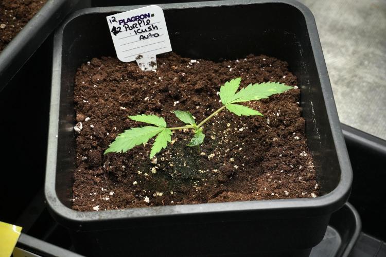 Purple CousKush Auto By Zamnesia Pheno A. Week 2 - Purple CousKush Auto Pheno A 