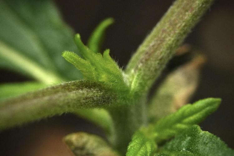 Purple CousKush Auto By Zamnesia Pheno A. Week 2 - Macro Photography on Purple CousKush Auto Pheno A 