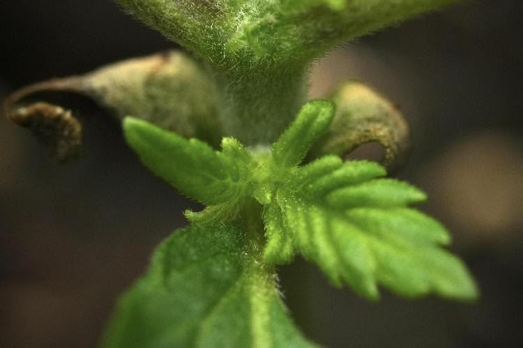 Purple CousKush Auto By Zamnesia Pheno A. Week 2 - Macro Photography on Purple CousKush Auto Pheno A 