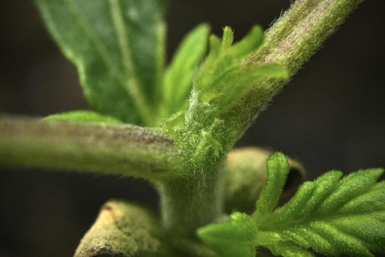 Purple CousKush Auto By Zamnesia Pheno A. Week 2 - Macro Photography on Purple CousKush Auto Pheno A 