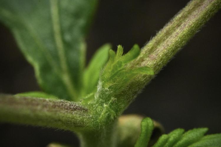 Purple CousKush Auto By Zamnesia Pheno A. Week 2 - Macro Photography on Purple CousKush Auto Pheno A 