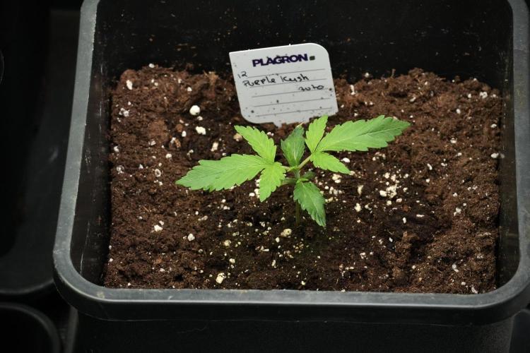 Pheno B Purple CousKush Auto By Zamnesia. Week 2 - Purple CousKush Auto Pheno B