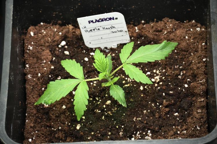 Pheno B Purple CousKush Auto By Zamnesia. Week 2 - Purple CousKush Auto Pheno B
