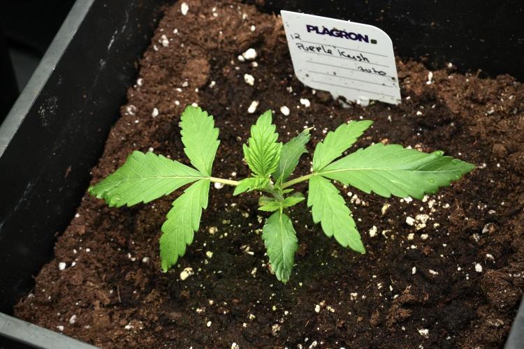 Pheno B Purple CousKush Auto By Zamnesia. Week 2 - Purple CousKush Auto Pheno B