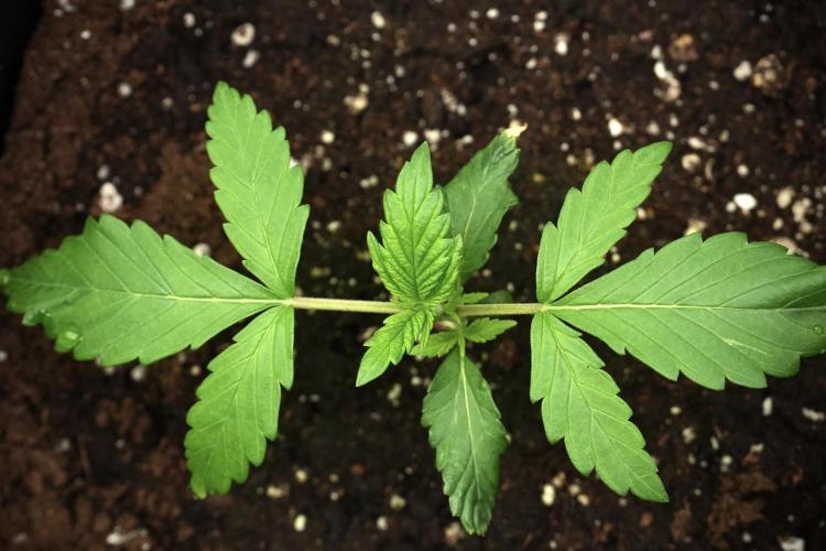 Pheno B Purple CousKush Auto By Zamnesia. Week 2 - Purple CousKush Auto Pheno B