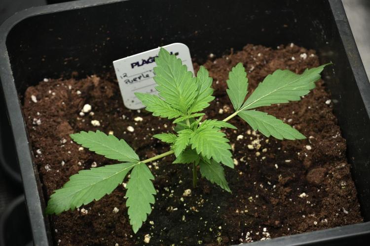 Pheno B Purple CousKush Auto By Zamnesia. Week 2 - Purple CousKush Auto Pheno B