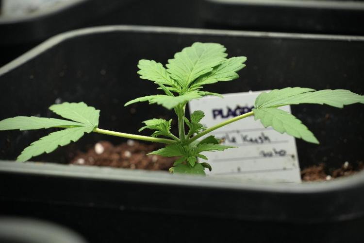 Pheno B Purple CousKush Auto By Zamnesia. Week 2 - Purple CousKush Auto Pheno B