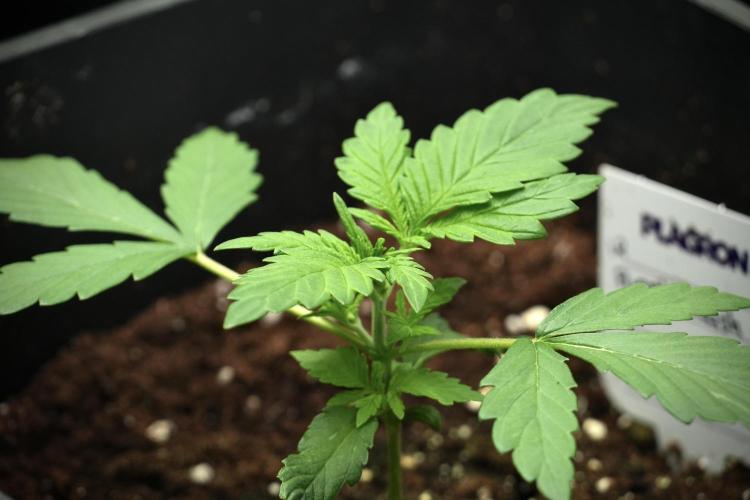 Pheno B Purple CousKush Auto By Zamnesia. Week 2 - Purple CousKush Auto Pheno B