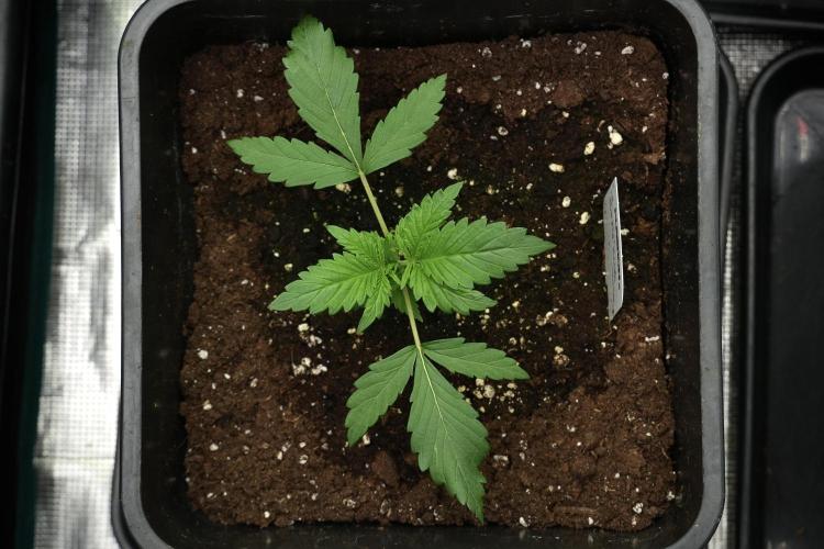 Pheno B Purple CousKush Auto By Zamnesia. Week 2 - Purple CousKush Auto Pheno B