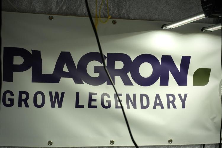 Pheno B Purple CousKush Auto By Zamnesia. Week 2 - Room and Vibes 