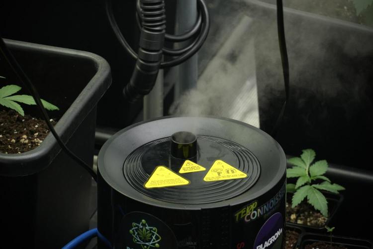 Pheno B Purple CousKush Auto By Zamnesia. Week 2 - Room and Vibes 
