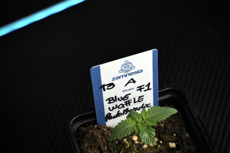 Blue Waffle F1 Zamnesia Pheno A. Week 1 - Blue Waffle F1 = BWF1 