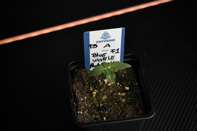 Blue Waffle F1 Zamnesia Pheno A. Week 1 -  BWF1 Pheno A