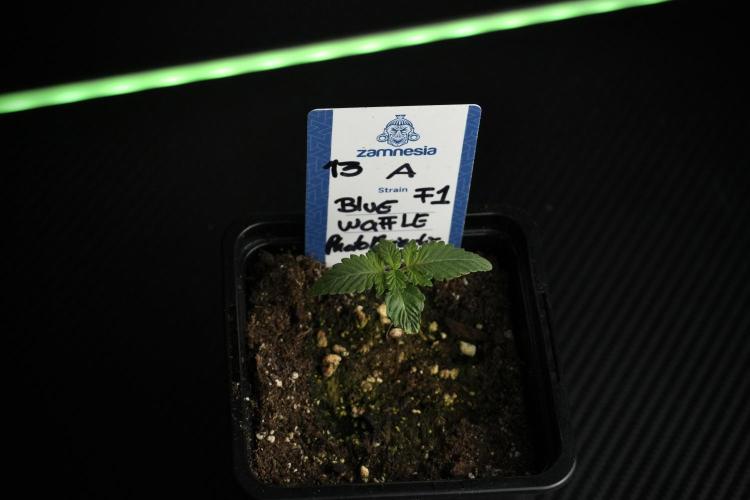 Blue Waffle F1 Zamnesia Pheno A. Week 1 -  BWF1 Pheno A