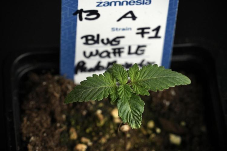 Blue Waffle F1 Zamnesia Pheno A. Week 1 -  BWF1 Pheno A
