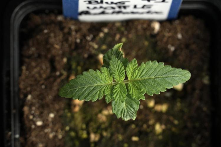 Blue Waffle F1 Zamnesia Pheno A. Week 1 -  BWF1 Pheno A