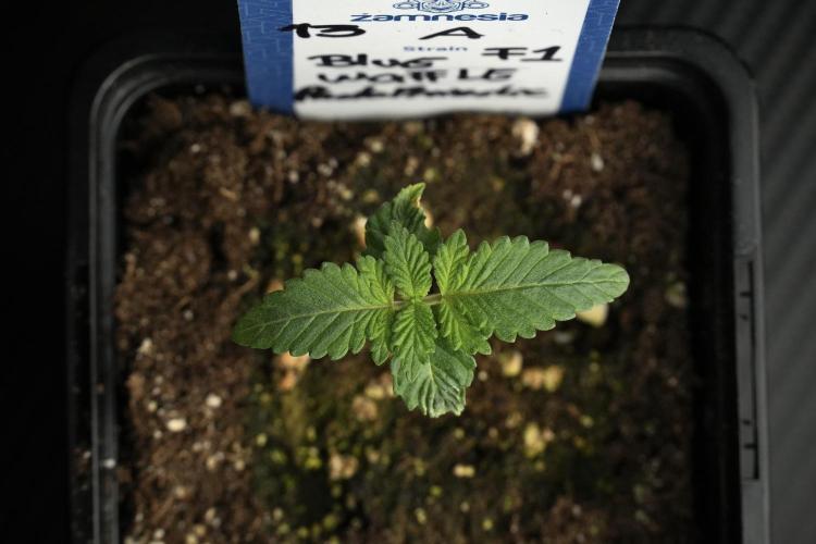 Blue Waffle F1 Zamnesia Pheno A. Week 1 -  BWF1 Pheno A