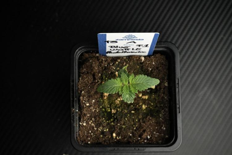 Blue Waffle F1 Zamnesia Pheno A. Week 1 -  BWF1 Pheno A