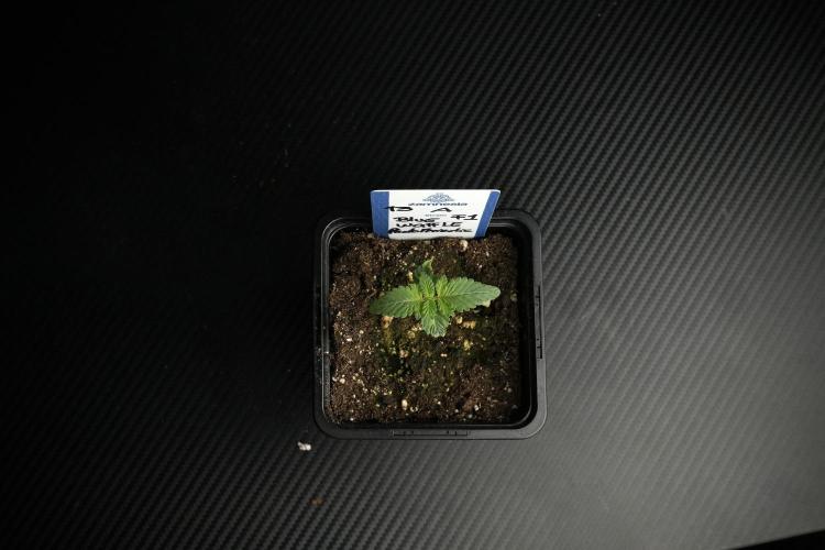 Blue Waffle F1 Zamnesia Pheno A. Week 1 -  BWF1 Pheno A
