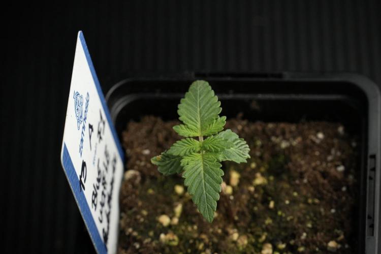 Blue Waffle F1 Zamnesia Pheno A. Week 1 -  BWF1 Pheno A