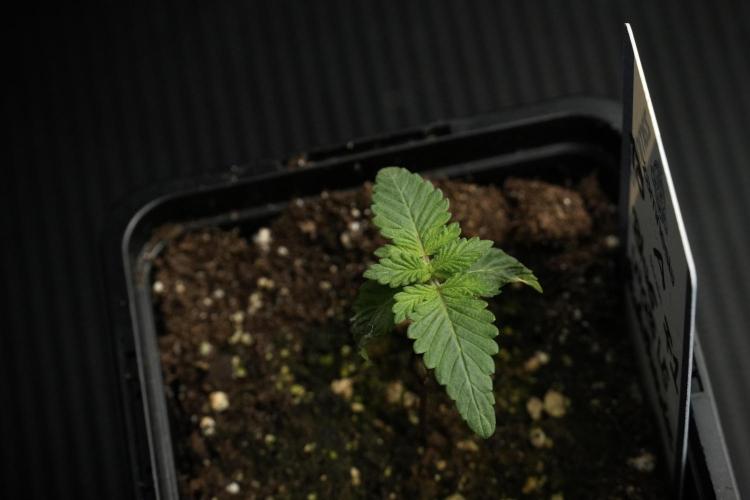 Blue Waffle F1 Zamnesia Pheno A. Week 1 -  BWF1 Pheno A