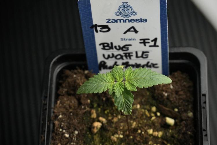 Blue Waffle F1 Zamnesia Pheno A. Week 1 -  BWF1 Pheno A