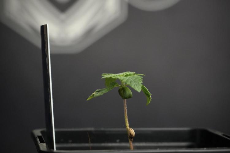 Blue Waffle F1 Zamnesia Pheno A. Week 1 -  BWF1 Pheno A