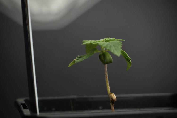 Blue Waffle F1 Zamnesia Pheno A. Week 1 -  BWF1 Pheno A