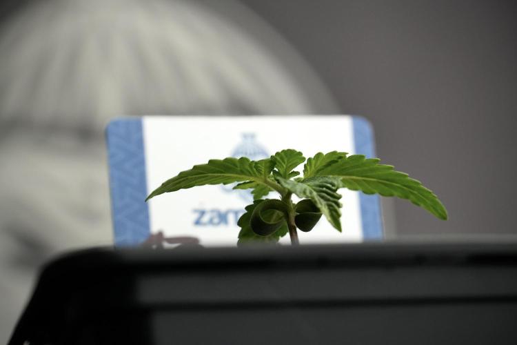 Blue Waffle F1 Zamnesia Pheno A. Week 1 -  BWF1 Pheno A