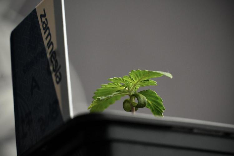 Blue Waffle F1 Zamnesia Pheno A. Week 1 -  BWF1 Pheno A