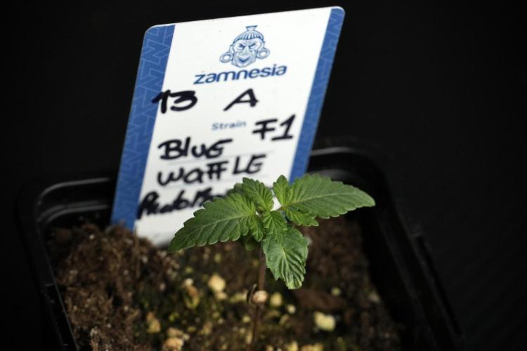 Blue Waffle F1 Zamnesia Pheno A. Week 1 -  BWF1 Pheno A