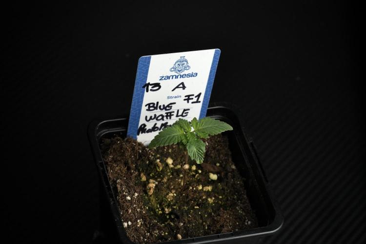 Blue Waffle F1 Zamnesia Pheno A. Week 1 -  BWF1 Pheno A