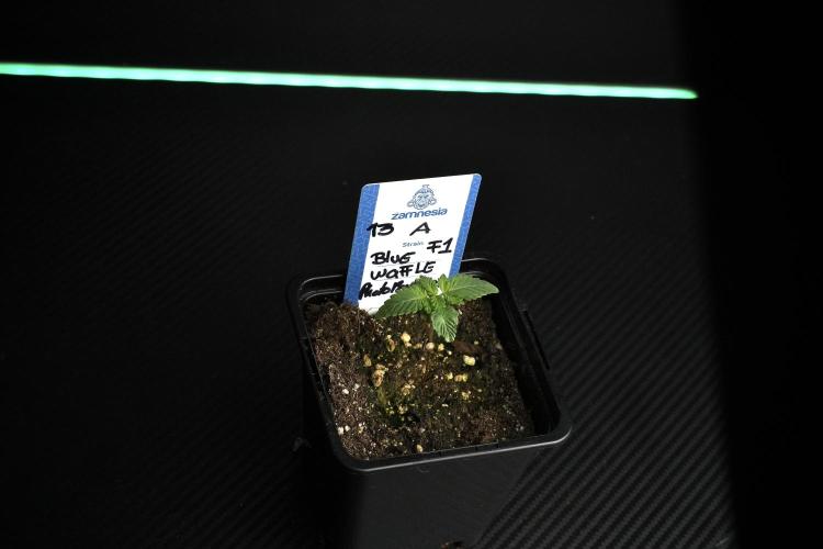 Blue Waffle F1 Zamnesia Pheno A. Week 1 -  BWF1 Pheno A