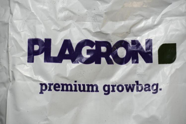 Blue Waffle F1 Zamnesia Pheno A. Week 1 - Plagron Premium Growbag
