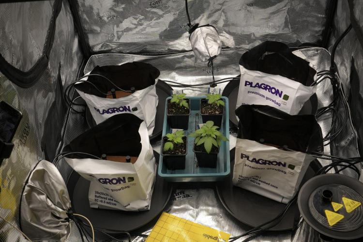 Blue Waffle F1 Zamnesia Pheno A. Week 1 - Plagron Premium Growbag and the F1 sisters
