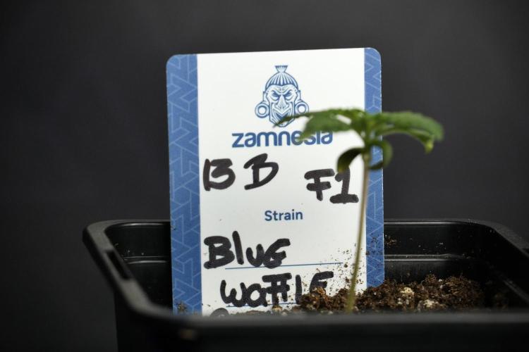 Pheo B Blue Waffle Haze F1 Zamnesia. Week 1 - Blue Waffle F1 = BWF1