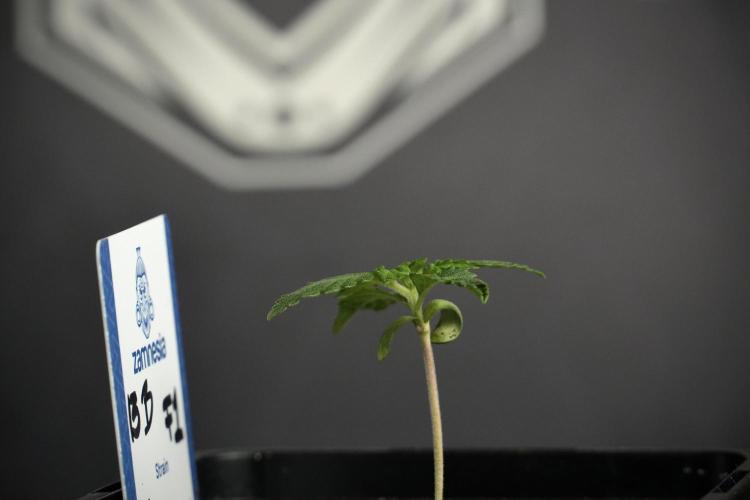 Pheo B Blue Waffle Haze F1 Zamnesia. Week 1 - BWF1 Pheno B
