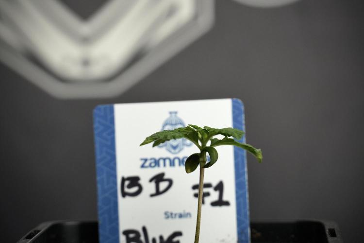 Pheo B Blue Waffle Haze F1 Zamnesia. Week 1 - BWF1 Pheno B