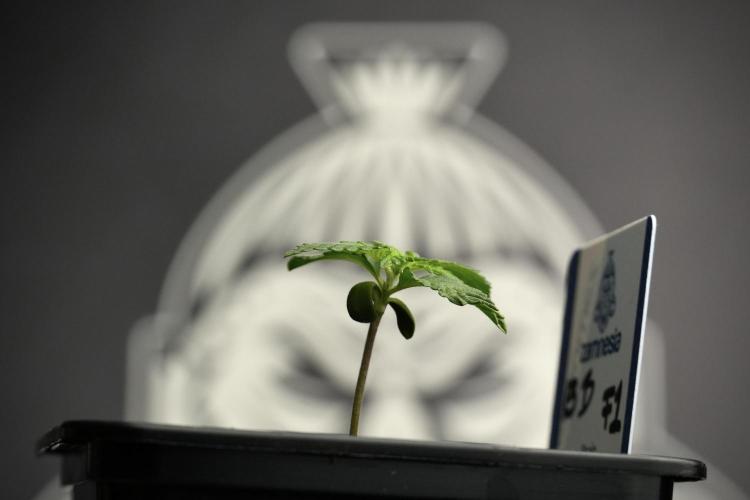 Pheo B Blue Waffle Haze F1 Zamnesia. Week 1 - BWF1 Pheno B