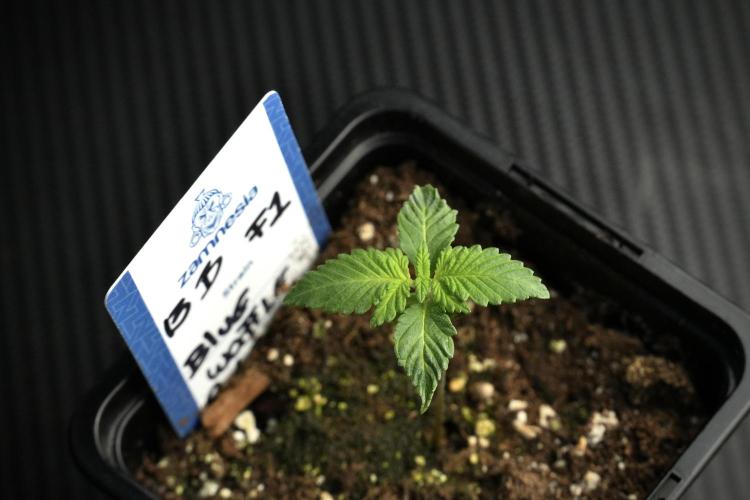 Pheo B Blue Waffle Haze F1 Zamnesia. Week 1 - BWF1 Pheno B