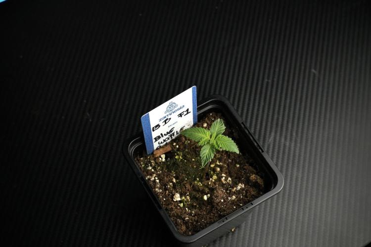 Pheo B Blue Waffle Haze F1 Zamnesia. Week 1 - BWF1 Pheno B