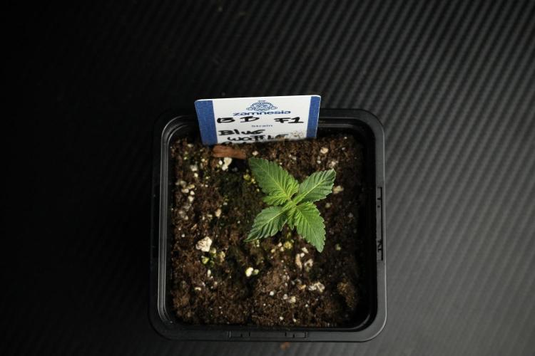 Pheo B Blue Waffle Haze F1 Zamnesia. Week 1 - BWF1 Pheno B