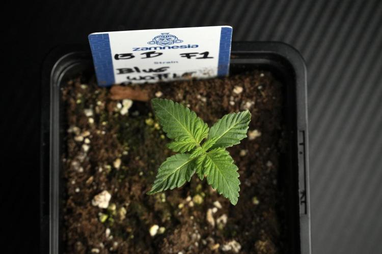 Pheo B Blue Waffle Haze F1 Zamnesia. Week 1 - BWF1 Pheno B